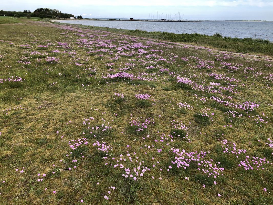 Mod Marina ..engelsk blomster 