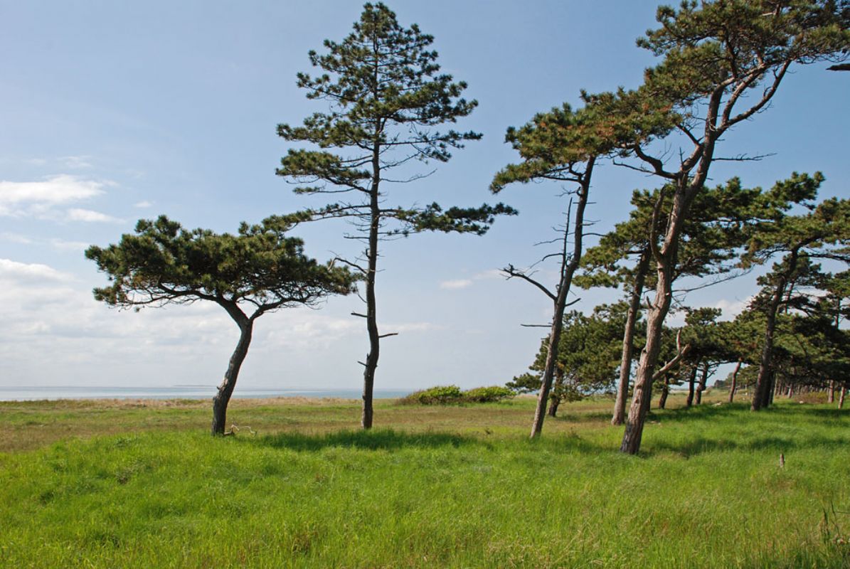 Gamle fyrretrer ved Bilds Strand